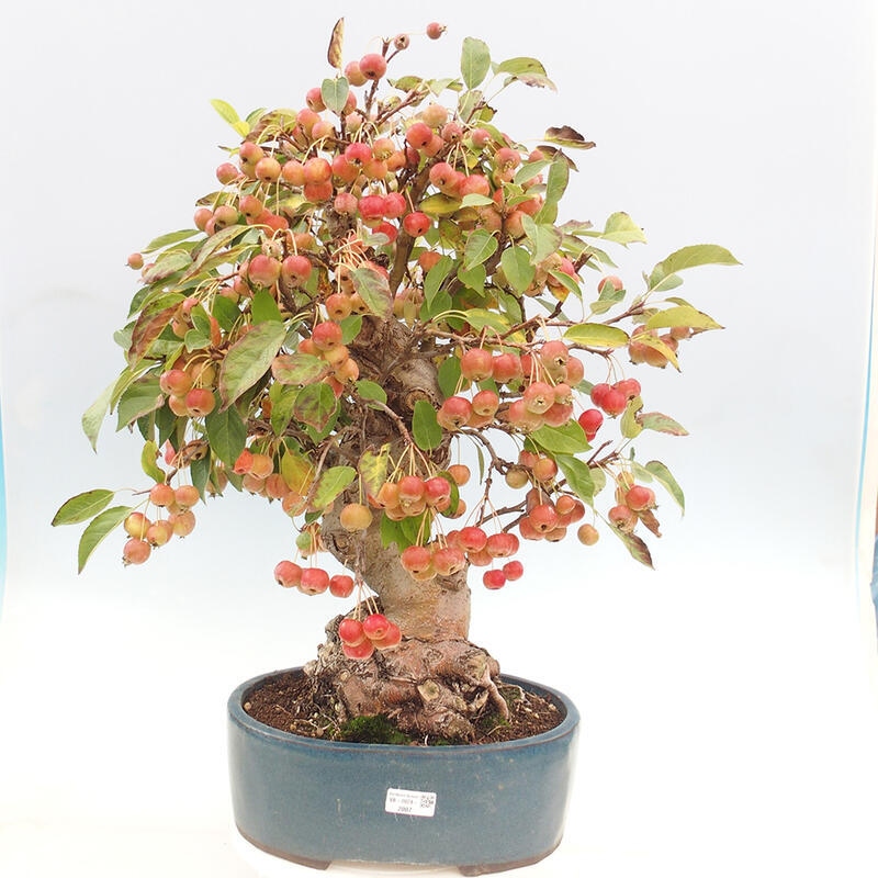 Bonsai im Freien - Malus halliana - Kleinfruchtiger Apfelbaum