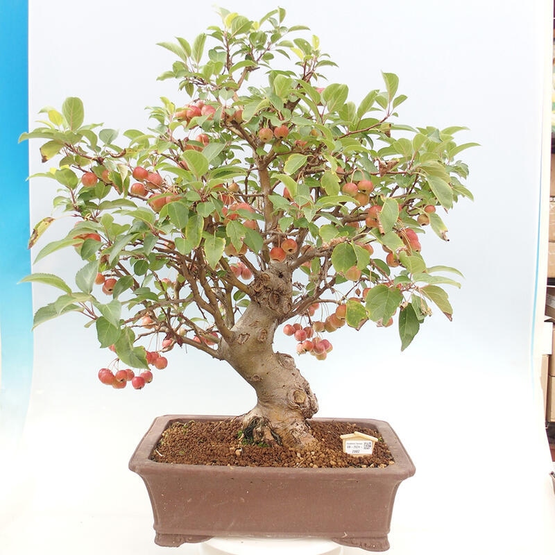 Bonsai im Freien - Malus halliana - Kleinfruchtiger Apfelbaum