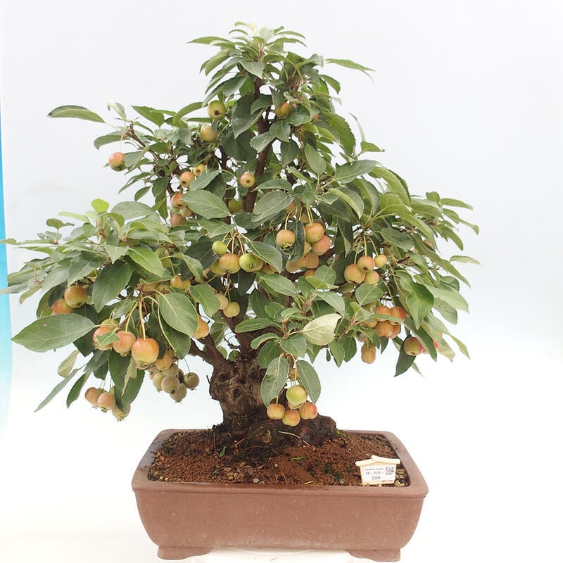 Bonsai im Freien - Malus halliana - Kleinfruchtiger Apfelbaum