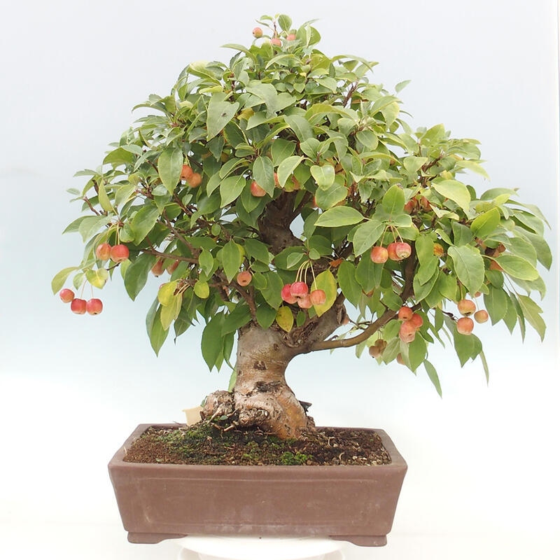 Bonsai im Freien - Malus halliana - Kleinfruchtiger Apfelbaum