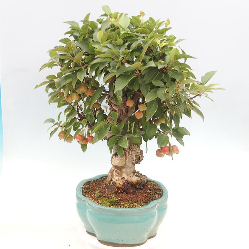 Bonsai im Freien - Malus halliana - Kleinfruchtiger Apfelbaum