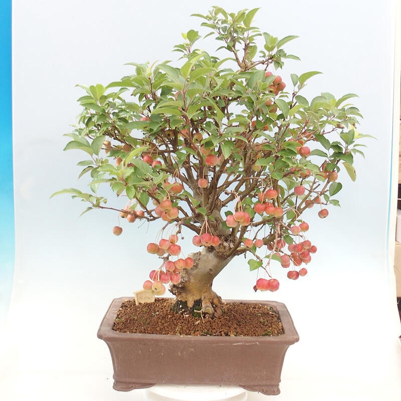 Bonsai im Freien - Malus halliana - Kleinfruchtiger Apfelbaum