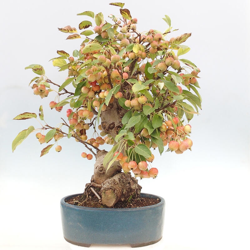 Bonsai im Freien - Malus halliana - Kleinfruchtiger Apfelbaum