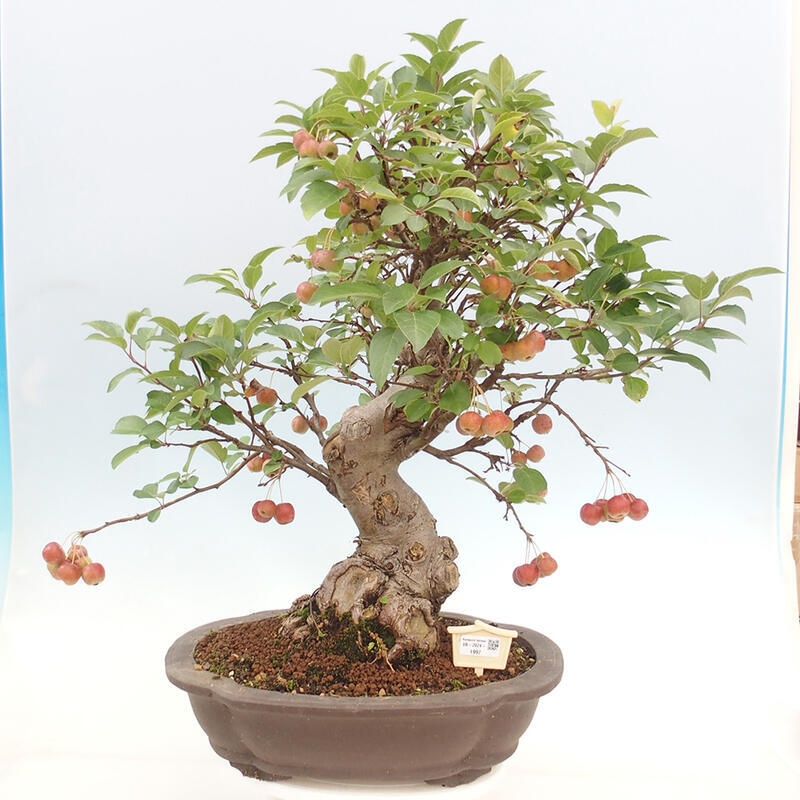 Bonsai im Freien - Malus halliana - Kleinfruchtiger Apfelbaum