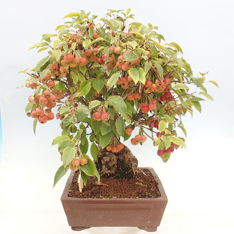 Bonsai im Freien - Malus halliana - Kleinfruchtiger Apfelbaum