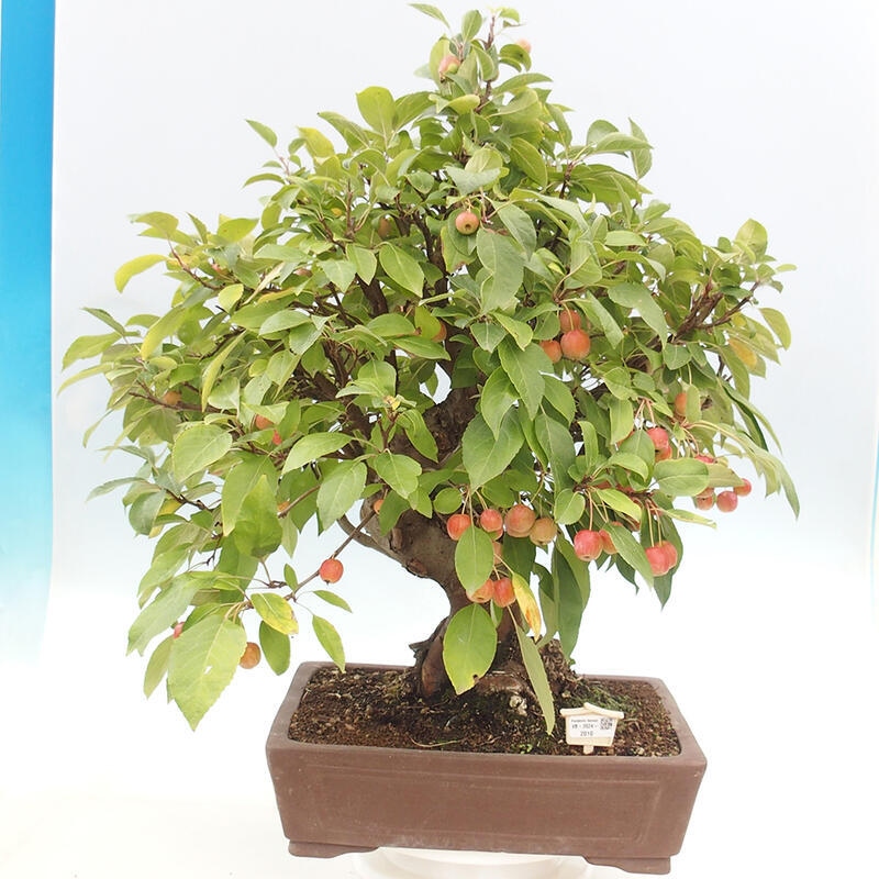 Bonsai im Freien - Malus halliana - Kleinfruchtiger Apfelbaum