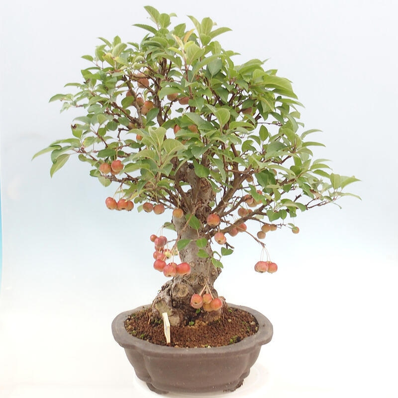 Bonsai im Freien - Malus halliana - Kleinfruchtiger Apfelbaum