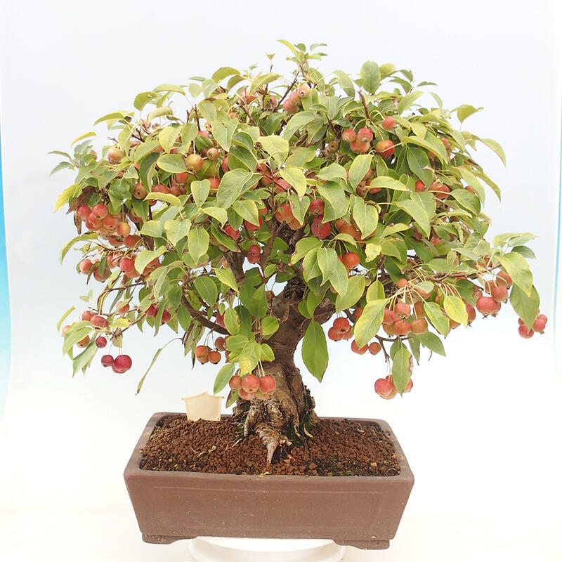 Bonsai im Freien - Malus halliana - Kleinfruchtiger Apfelbaum