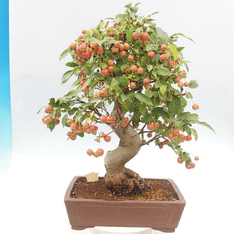 Bonsai im Freien - Malus halliana - Kleinfruchtiger Apfelbaum