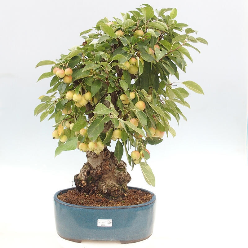 Bonsai im Freien - Malus halliana - Kleinfruchtiger Apfelbaum