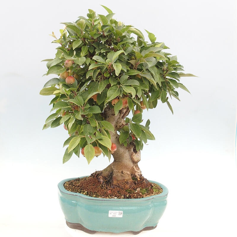 Bonsai im Freien - Malus halliana - Kleinfruchtiger Apfelbaum