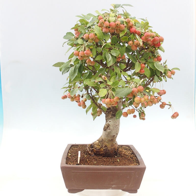 Bonsai im Freien - Malus halliana - Kleinfruchtiger Apfelbaum