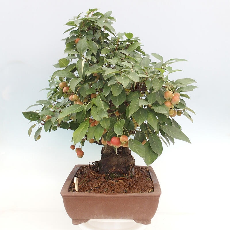 Bonsai im Freien - Malus halliana - Kleinfruchtiger Apfelbaum