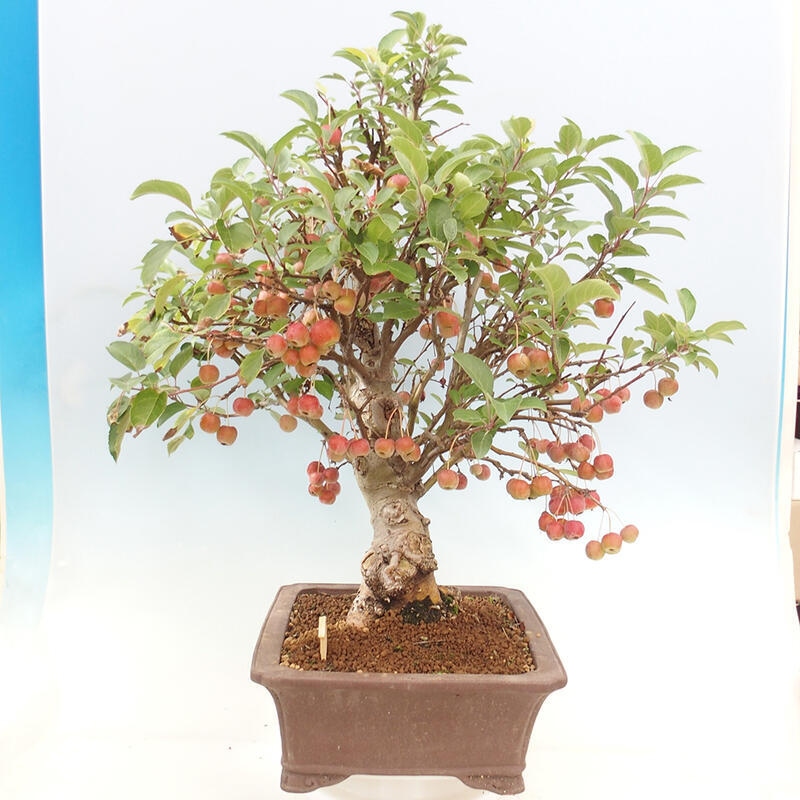 Bonsai im Freien - Malus halliana - Kleinfruchtiger Apfelbaum