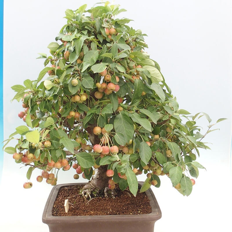 Bonsai im Freien - Malus halliana - Kleinfruchtiger Apfelbaum