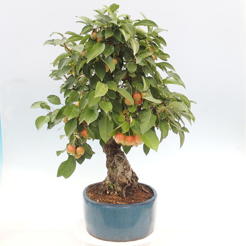 Bonsai im Freien - Malus halliana - Kleinfruchtiger Apfelbaum