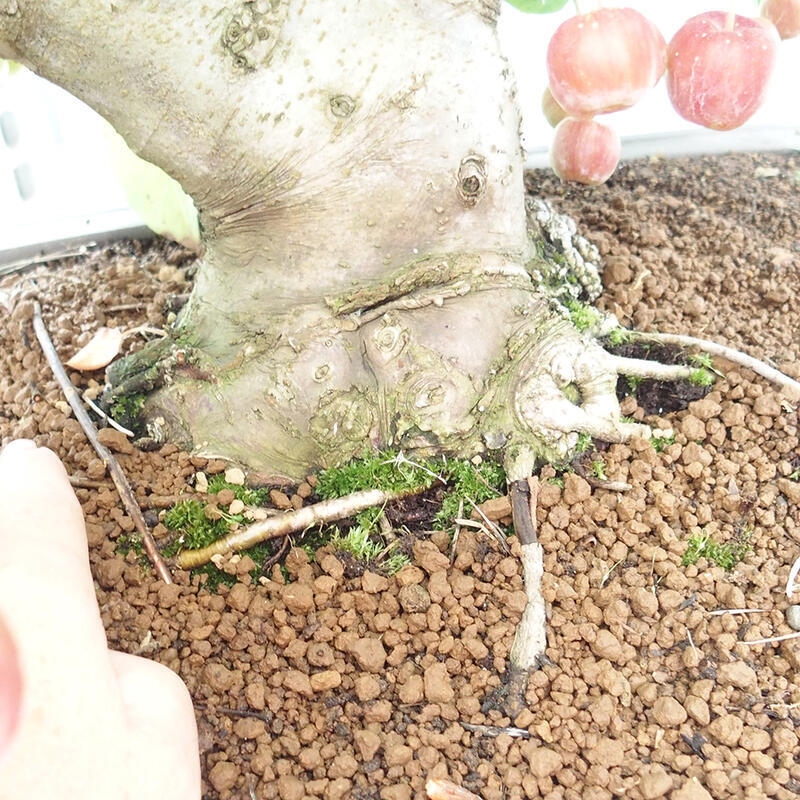 Bonsai im Freien - Malus halliana - Kleinfruchtiger Apfelbaum