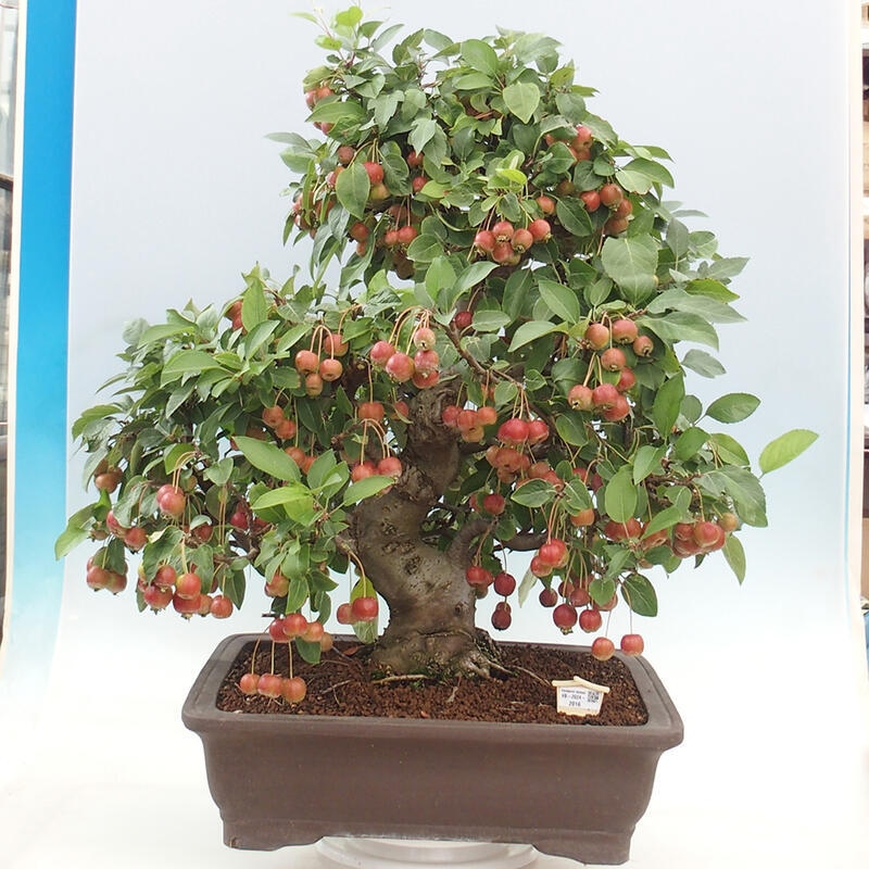 Bonsai im Freien - Malus halliana - Kleinfruchtiger Apfelbaum