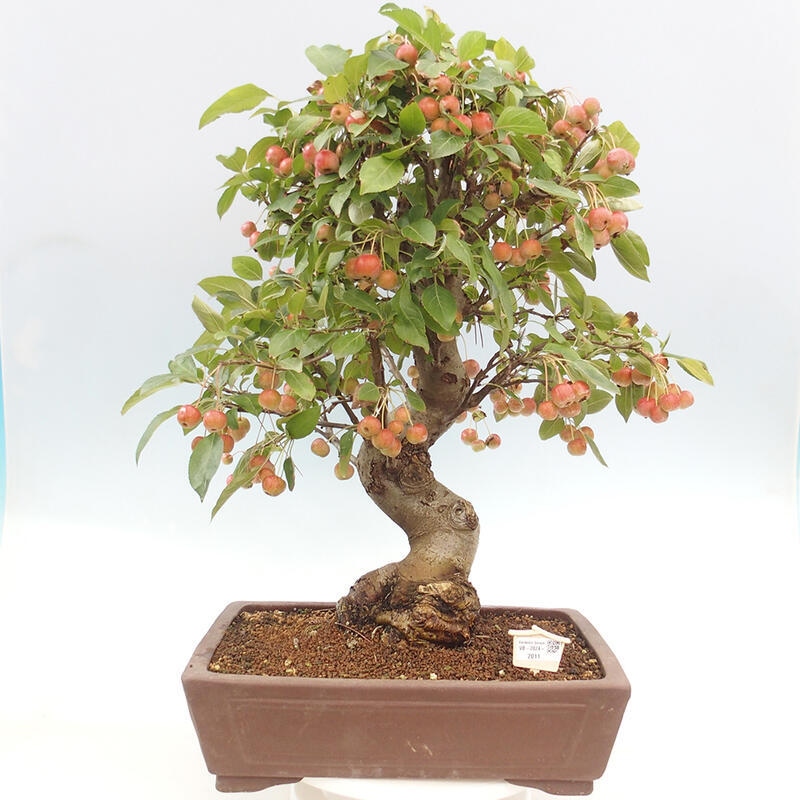 Bonsai im Freien - Malus halliana - Kleinfruchtiger Apfelbaum