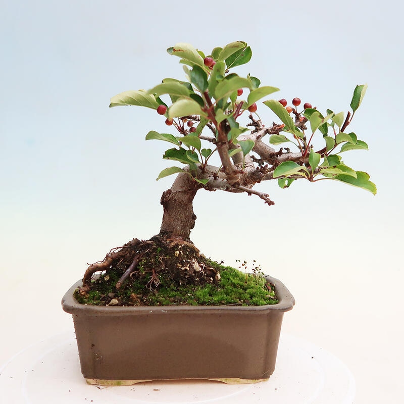 Freilandbonsai - Malus sargentii - Kleinfruchtiger Apfelbaum