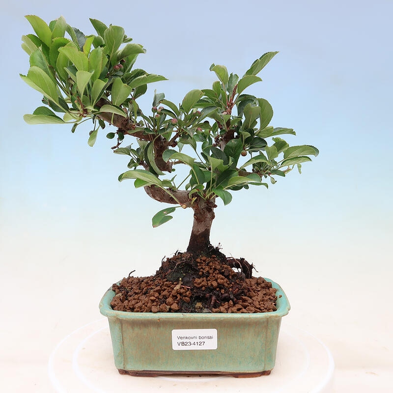 Freilandbonsai - Malus sargentii - Kleinfruchtiger Apfelbaum