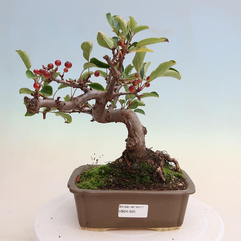 Freilandbonsai - Malus sargentii - Kleinfruchtiger Apfelbaum