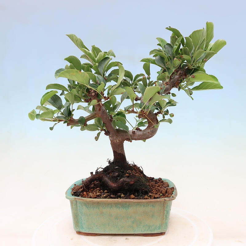 Freilandbonsai - Malus sargentii - Kleinfruchtiger Apfelbaum