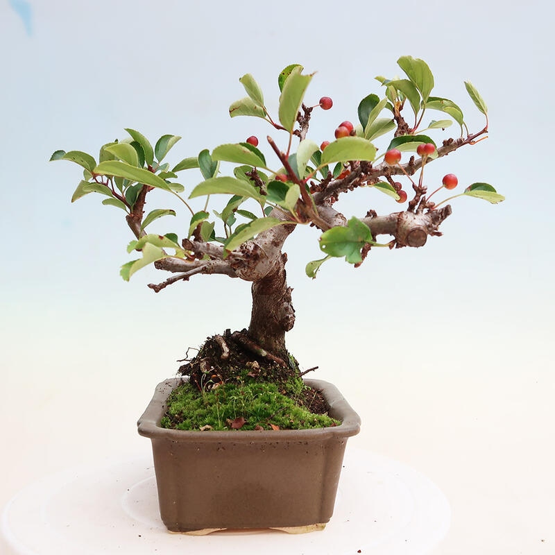 Freilandbonsai - Malus sargentii - Kleinfruchtiger Apfelbaum