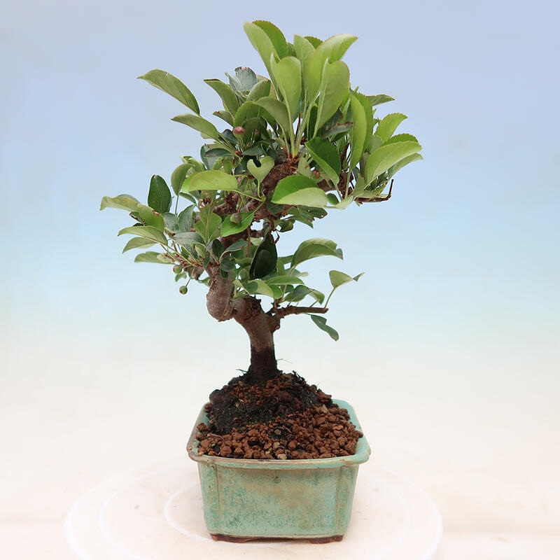 Freilandbonsai - Malus sargentii - Kleinfruchtiger Apfelbaum