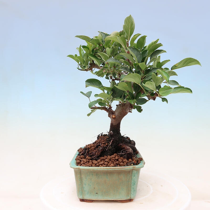 Freilandbonsai - Malus sargentii - Kleinfruchtiger Apfelbaum