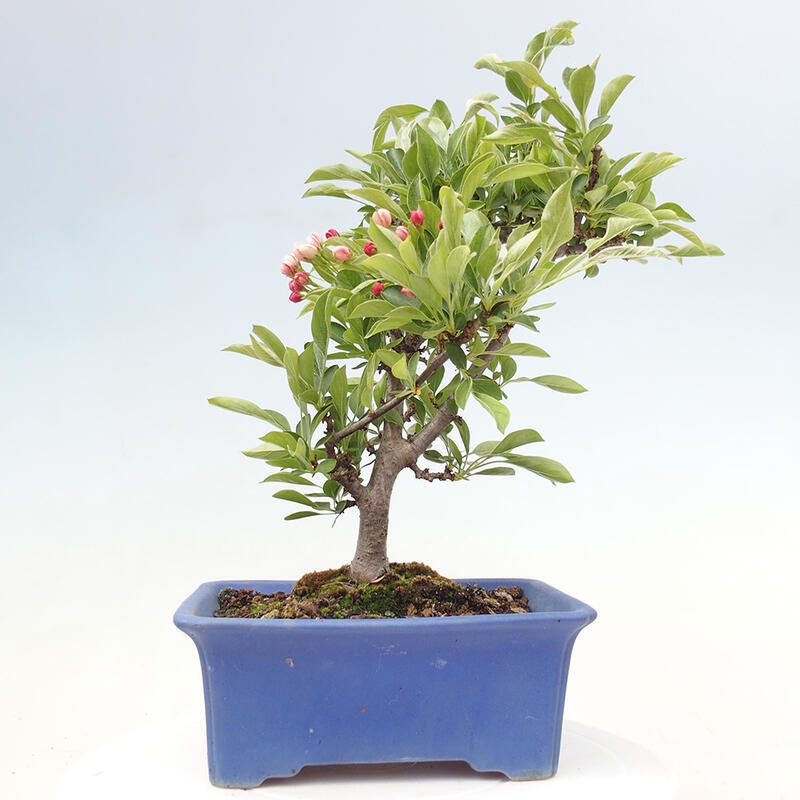 Freilandbonsai - Malus sargentii - Kleinfruchtiger Apfelbaum