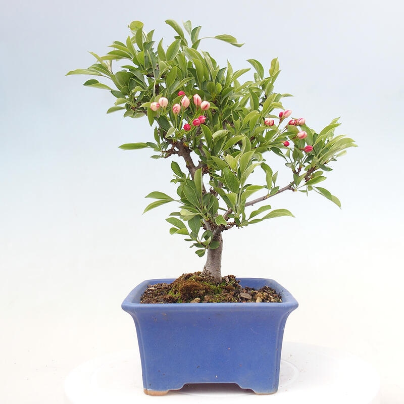 Freilandbonsai - Malus sargentii - Kleinfruchtiger Apfelbaum