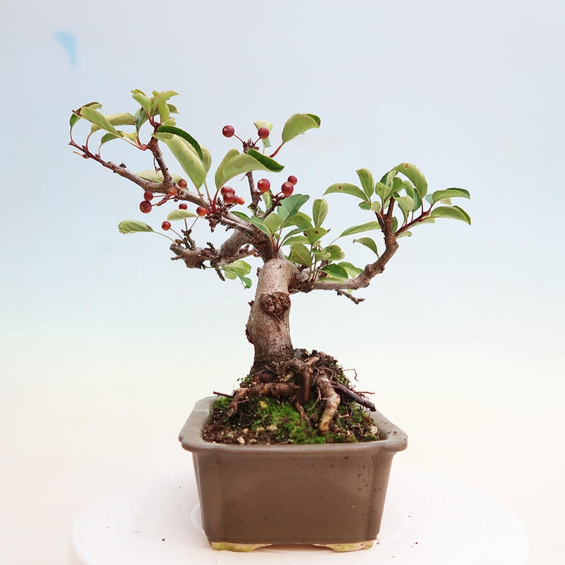 Freilandbonsai - Malus sargentii - Kleinfruchtiger Apfelbaum