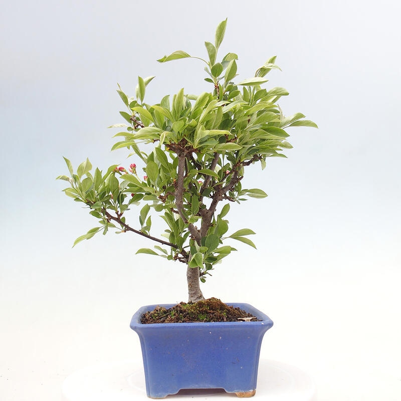 Freilandbonsai - Malus sargentii - Kleinfruchtiger Apfelbaum