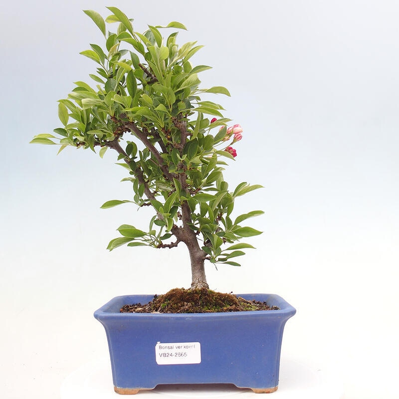 Freilandbonsai - Malus sargentii - Kleinfruchtiger Apfelbaum