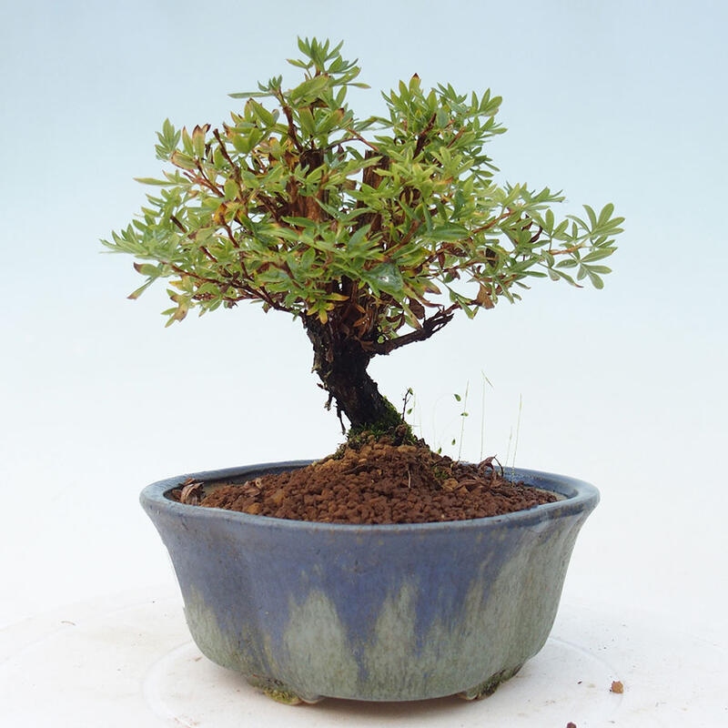 Outdoor-Bonsai-Fingerkraut - Potentila fruticosa gelber Vogel