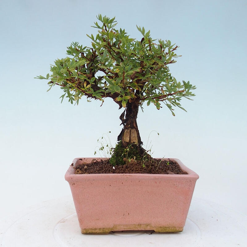 Outdoor-Bonsai-Fingerkraut - Potentila fruticosa gelber Vogel