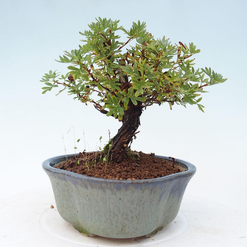 Outdoor-Bonsai-Fingerkraut - Potentila fruticosa gelber Vogel