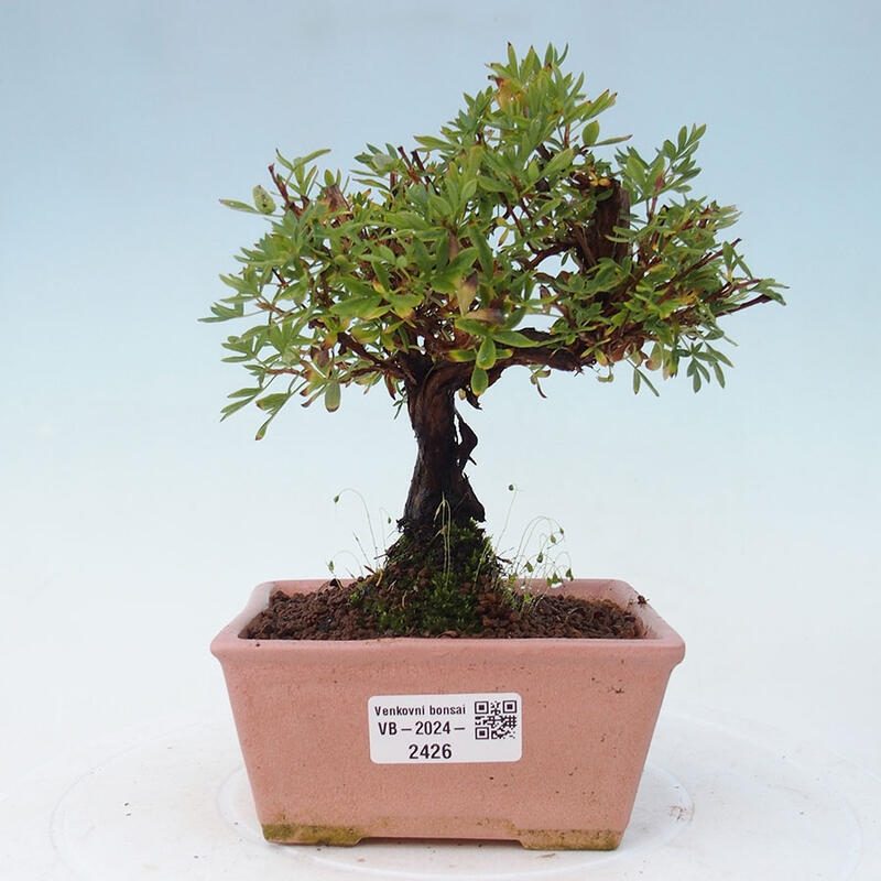 Outdoor-Bonsai-Fingerkraut - Potentila fruticosa gelber Vogel