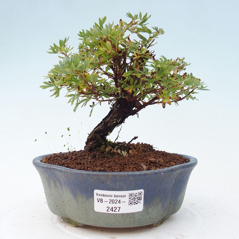 Outdoor-Bonsai-Fingerkraut - Potentila fruticosa gelber Vogel