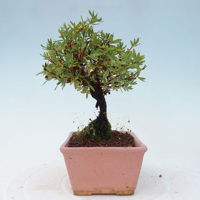 Outdoor-Bonsai-Fingerkraut - Potentila fruticosa gelber Vogel