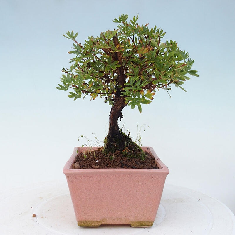 Outdoor-Bonsai-Fingerkraut - Potentila fruticosa gelber Vogel