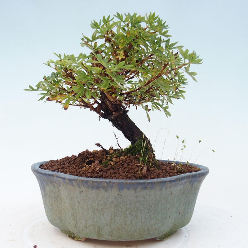 Outdoor-Bonsai-Fingerkraut - Potentila fruticosa gelber Vogel