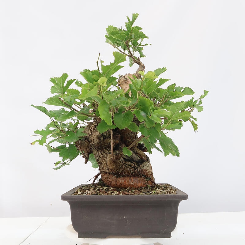 Bonsai im Freien - Morus alba - Maulbeere