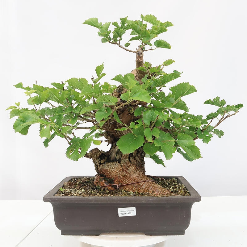 Bonsai im Freien - Morus alba - Maulbeere