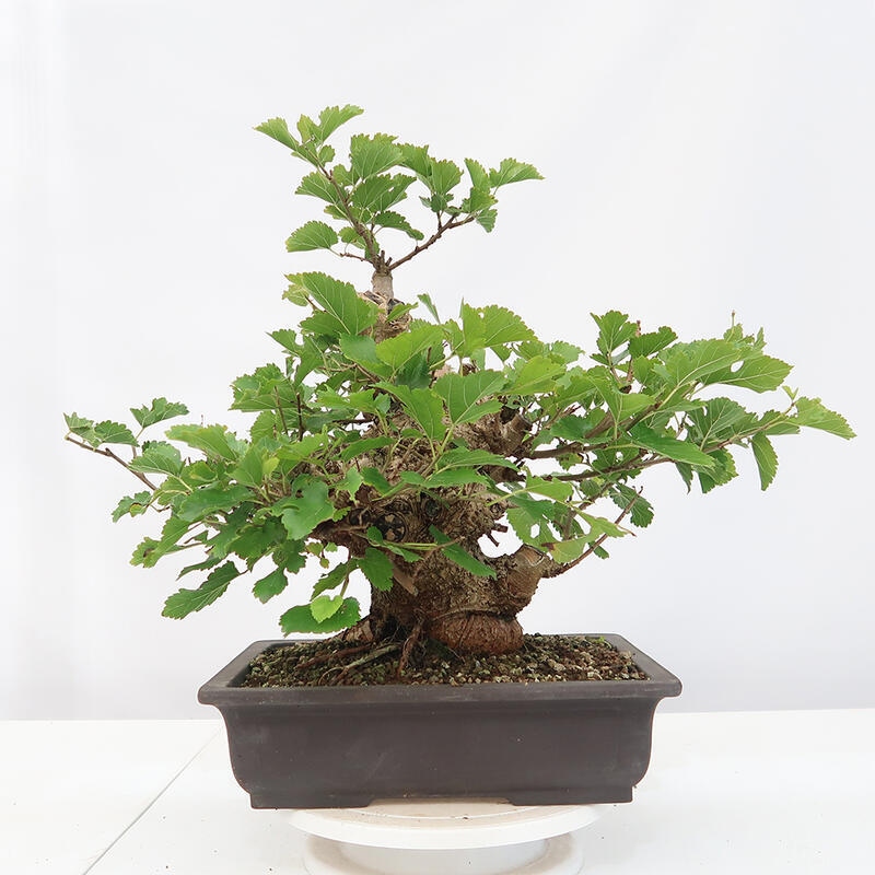 Bonsai im Freien - Morus alba - Maulbeere