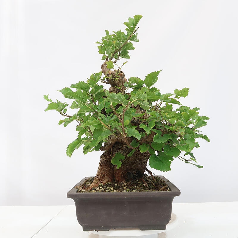 Bonsai im Freien - Morus alba - Maulbeere