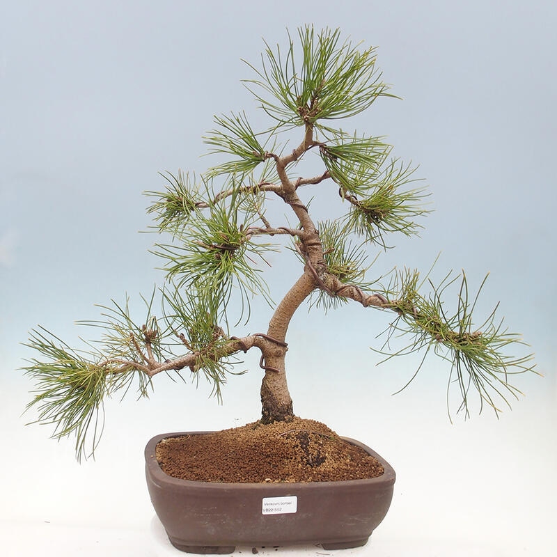 Bonsai im Freien - Pinus mugo - Kniende Kiefer