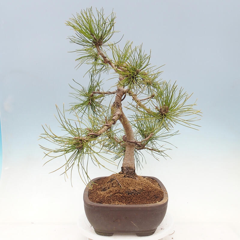 Bonsai im Freien - Pinus mugo - Kniende Kiefer