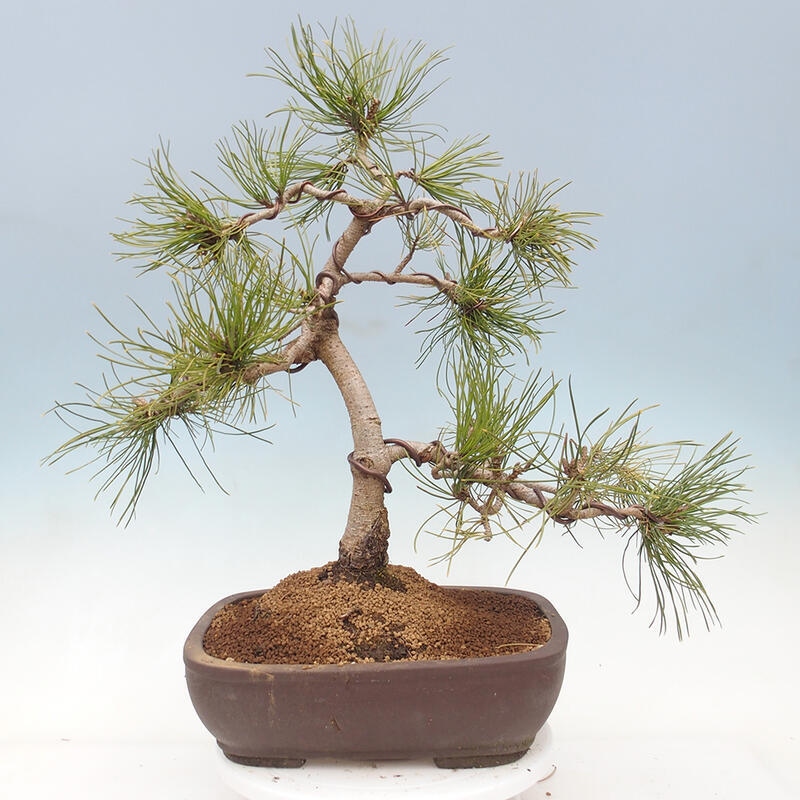 Bonsai im Freien - Pinus mugo - Kniende Kiefer